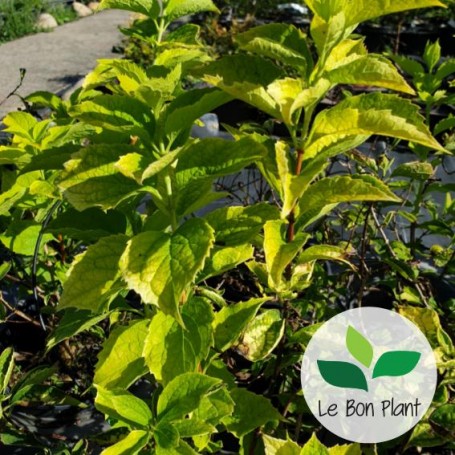 Philadelphus, Seringat