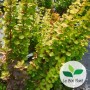 Berberis thunbergii, Epine-vinette de Thunberg 'Orange Torch®'