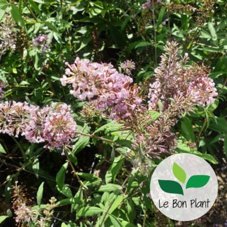 Buddleja x davidii, Arbre aux papillons 'Pink Delight'