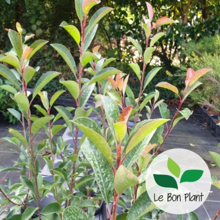 Photinia x fraseri 'Red Robin'