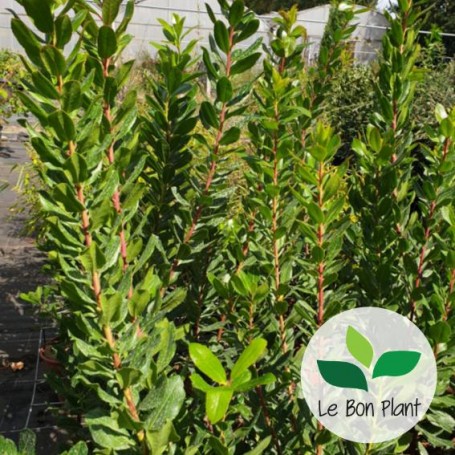 Arbutus unedo, Arbousier