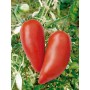 Plant de Tomate Des Andes  (Andine Cornue)