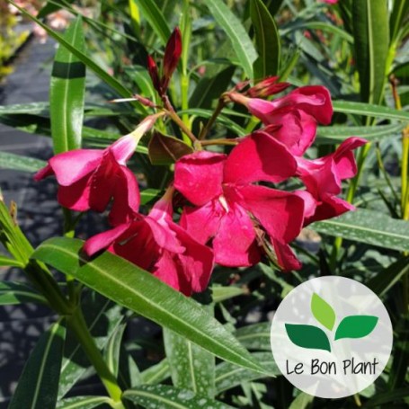Nerium oleander, Laurier-rose 'Emile Sahut'