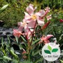 Nerium oleander, Laurier-rose 'Tito Poggi'