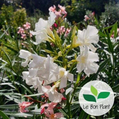 Nerium oleander, Laurier-rose 'Soeur Agnès'