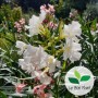 Nerium oleander, Laurier-rose 'Soeur Agnès'