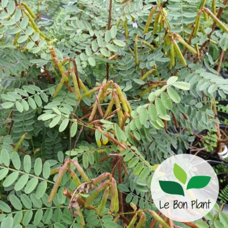 Indigofera heterantha, Indigotier rose