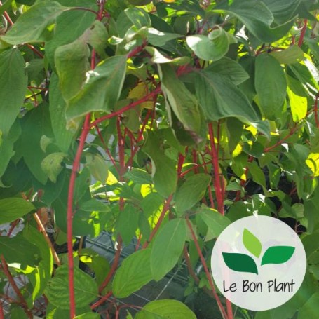 Cornus alba, Cornouiller blanc à bois rouge 'Baton Rouge®'