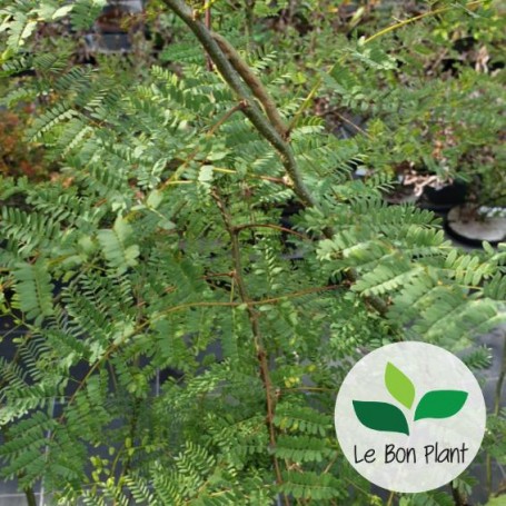 Caesalpinia gilliesii, Césalpinie