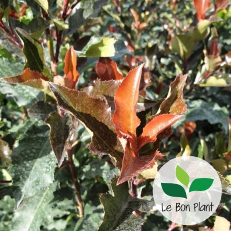 Photinia x fraseri 'Magical Volcano'