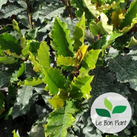 Photinia serratifolia 'Crunchy'