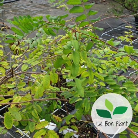 Indigofera himalayensis