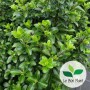 Pittosporum tenuifolium 'Irish Luck'