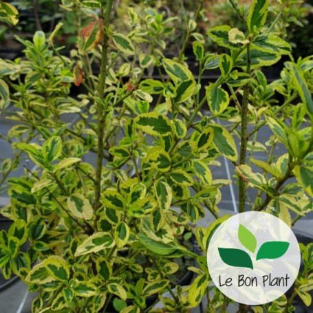 Ceanothus x, Lilas de Californie panaché