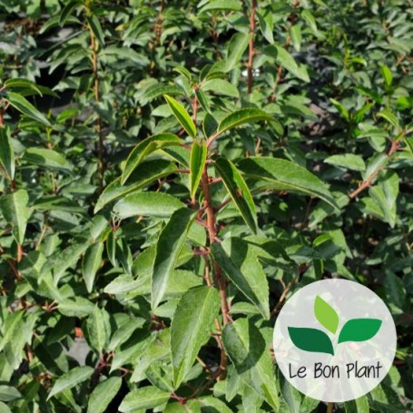 Prunus lusitanica, Laurier du Portugal