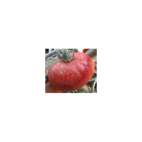 Plant de Tomate Bloody Butcher