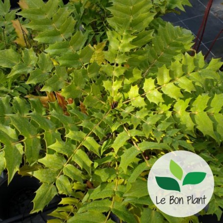 Mahonia x media 'Winter Sun'