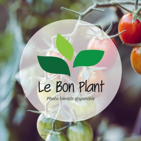 Plant de Tomate Bosque Blue