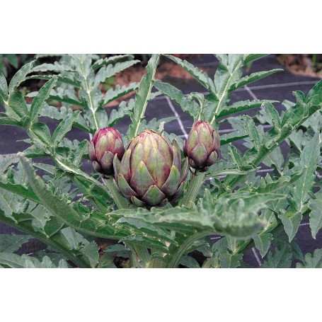Artichaut Améthyste F1