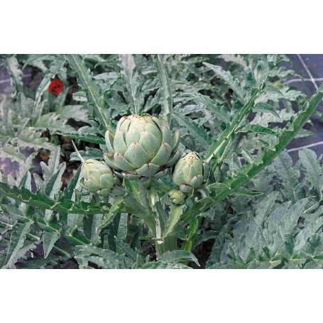 Artichaut Lancelot F1