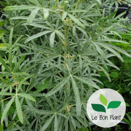 Choisya ternata, Oranger du Mexique 'Greenfingers®'