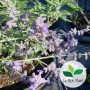 Perovskia atriplicifolia, Sauge de Sibérie 'Blue Spire'