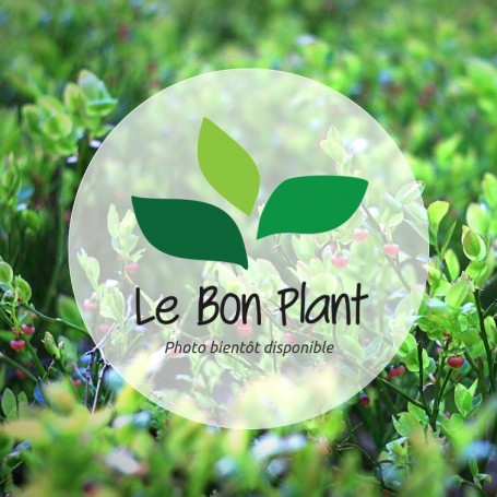 Malus, Pommier d'ornement 'Evereste®'