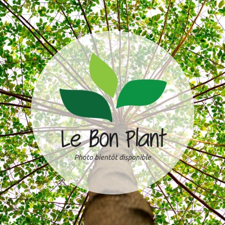 Tilia cordata, Tilleul à petites feuilles