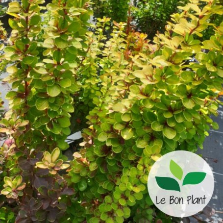 Berberis thunbergii, Epine-vinette de Thunberg 'Redtorch'