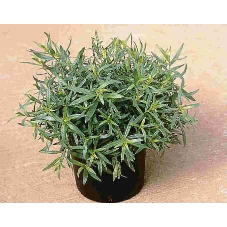 Plant d'Estragon