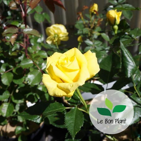 Friesia® / Frésia®