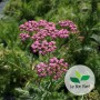 Achillea millefolium, Achillée 'Summer Pastels'