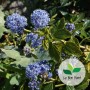 Ceanothus thyrsiflorus var. repens, Lilas de Californie
