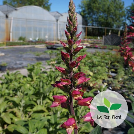 Digitalis x, Digiplexis 'Rising Phoenix®'