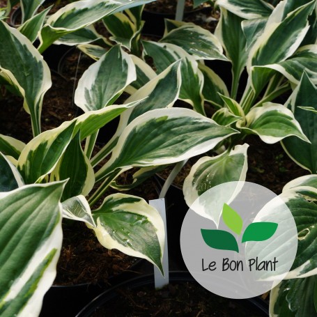 Hosta fortunei, Hosta 'Patriot'