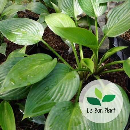 Hosta tardiana, Hosta 'Devon Green'