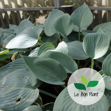 Hosta tardiana, Hosta bleu 'Halcyon'