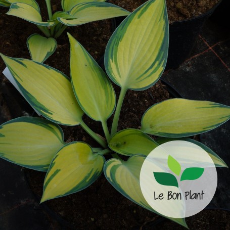 Hosta tardiana, Hosta 'June'