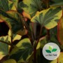 Houttuynia cordata, Poivrier de Chine 'Chameleon'
