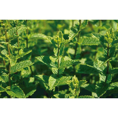 Plant de Menthe Marocaine