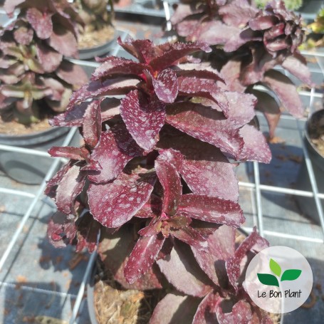 Sedum telephium, Sedum 'Dark Magic®'