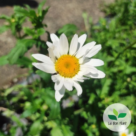 Leucanthemum vulgare, Marguerite 'Reine de Mai'