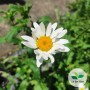 Leucanthemum vulgare, Marguerite 'Reine de Mai'