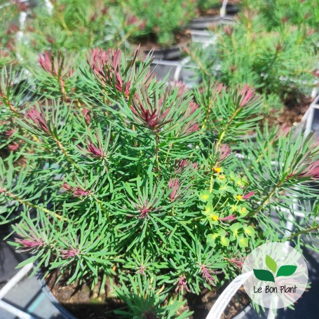 Euphorbia cyparissias, Euphorbe 'Clarice Howard'