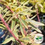 Euphorbia x martinii, Euphorbe 'Ascot Rainbow'