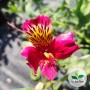 Alstroemeria x, Lys des Incas 'Dandy Candy'