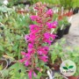 Agastache x, Agastache 'Morello'