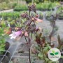 Penstemon digitalis, Penstemon 'Dakota Burgundy®'