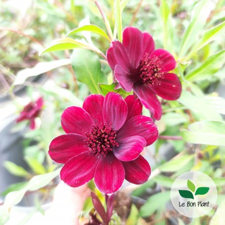 Cosmos atrosanguineus, Cosmos chocolat 'Chocamocha®'