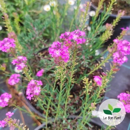 Aethionema armenum, Aethionème 'Warley Rose'